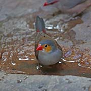 Orange-cheeked Waxbill