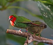 Red-throated Parrotfinch