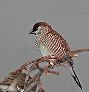 Plum-headed Finch