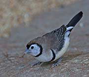 Double-barred Finch