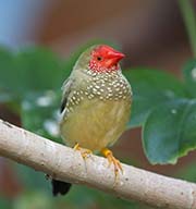 Star Finch