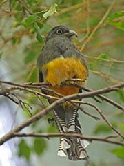 Green-backed Trogon