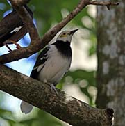 Picture/image of Black-collared Starling