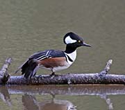 Picture/image of Hooded Merganser