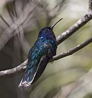 Picture/image of White-necked Jacobin