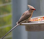 Blue-naped Mousebird