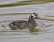 Picture/image of Pied-billed Grebe