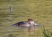 Picture/image of Hooded Merganser