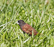 Chestnut Munia