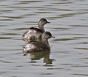 Least Grebe