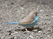 Red-cheeked Cordon-bleu