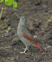 Red-winged Pytilia