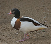 Picture/image of Common Shelduck