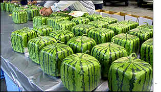 Square watermelons are loaded ready to be packed and shipped