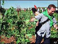 Bove in a Brazilian GM crop field 2002