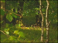 Rannoch Woods