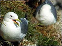 Kittiwakes