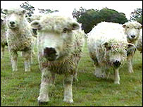 Sheep race