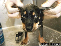 Puppy getting its ears washed