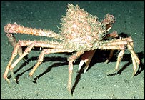 Spider crab, Noaa