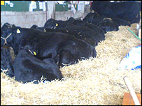 The Royal Welsh Show shed where the impromptu strip was staged