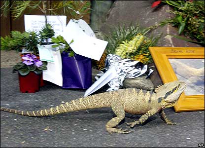 Lizard walking past tributes to Steve Irwin