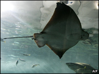 A stingray in a Sydney aquarium