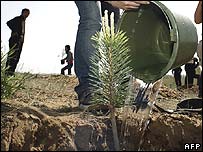 Tree-planting scheme in China