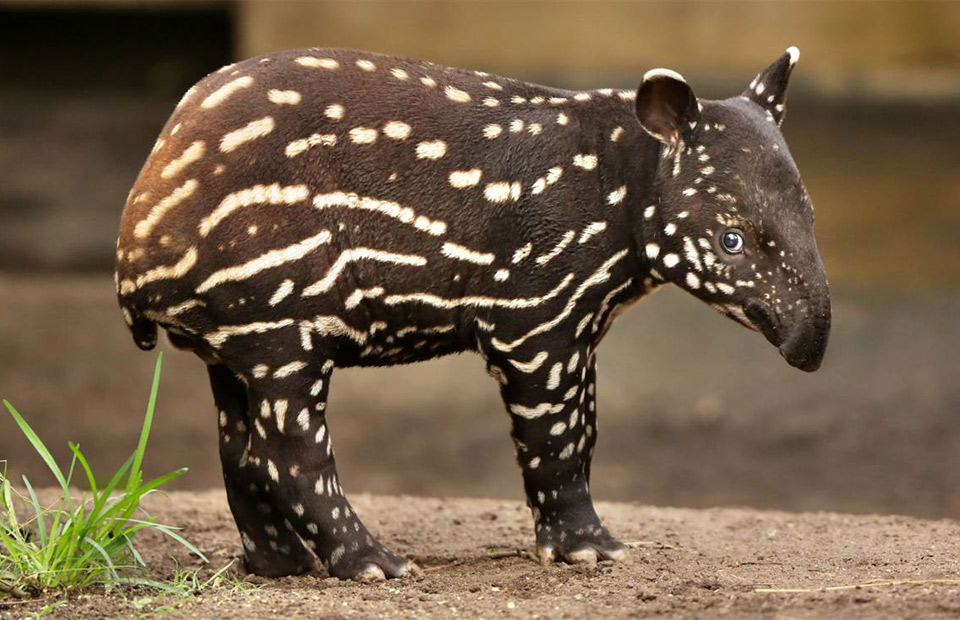 baby malayan tapir