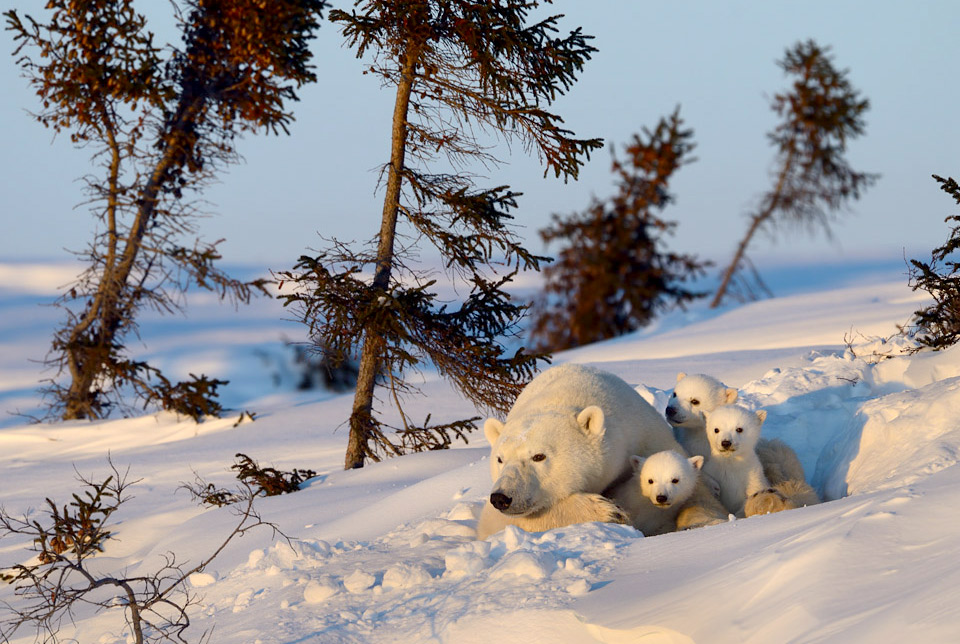 polar bear family