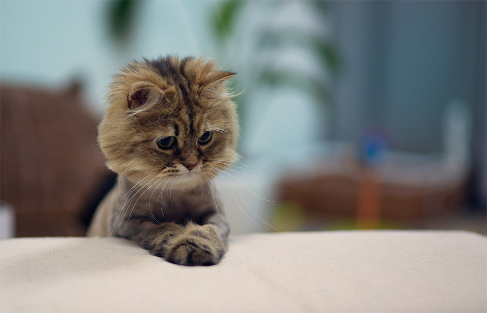 cute “mini lion” kitten