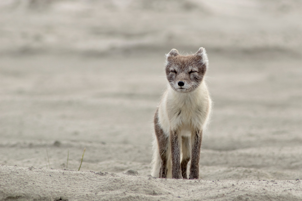 Fox Pup In A Wind