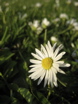 Just one of a sea of white flowers in the park.&#xa;