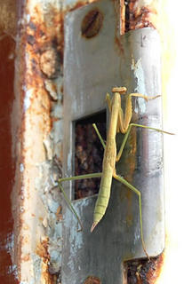 mantis on doorframe