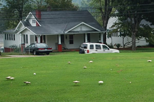 yard full of shrooms