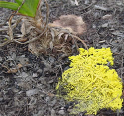 more slime mold