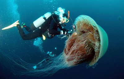 Giant Jellyfish