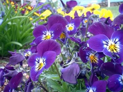 violas