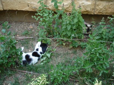 Cats on either side of the catnip patch