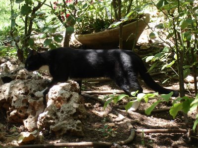 Tuxxie in the garden