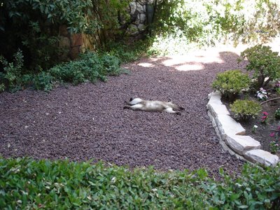 Her Ladyship in the garden