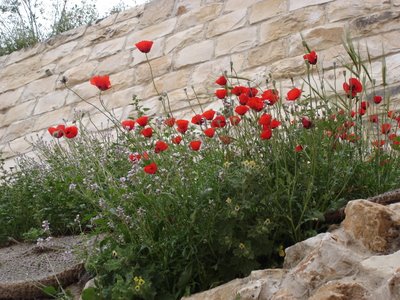 Spring flowers among the ruins