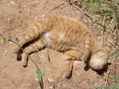 A neighborcat’s lovely tummy