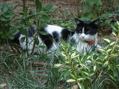 Missy in the grass