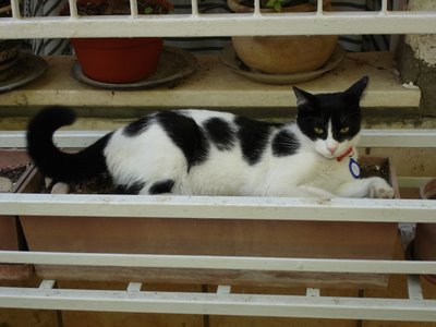 Missy in the planter