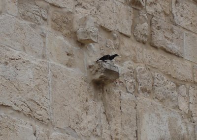 Tristram’s grackles in a cleft in the wall