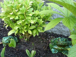 Garden frogs hiding among the Rodgersia and Skimmia