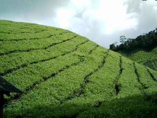 tea plantation