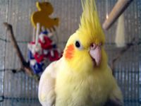 My Cockatiel