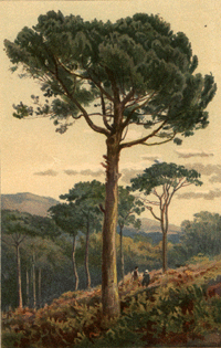 Umbrella Pine